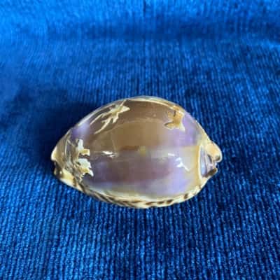 Cameo Cowrie Shell
