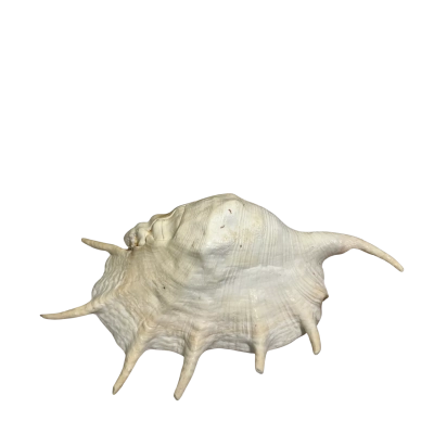 Lambis Spider Conch Shell Fingers Seashell 