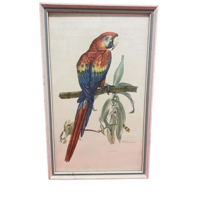 Vintage French Bird Print of a Parrot