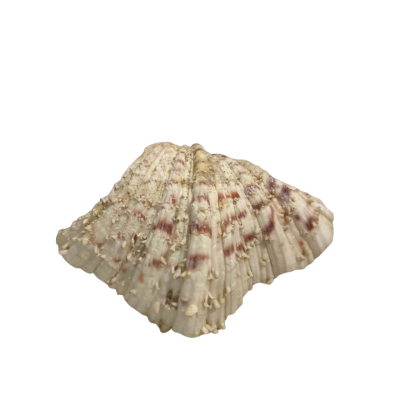 Giant Clam Shell 