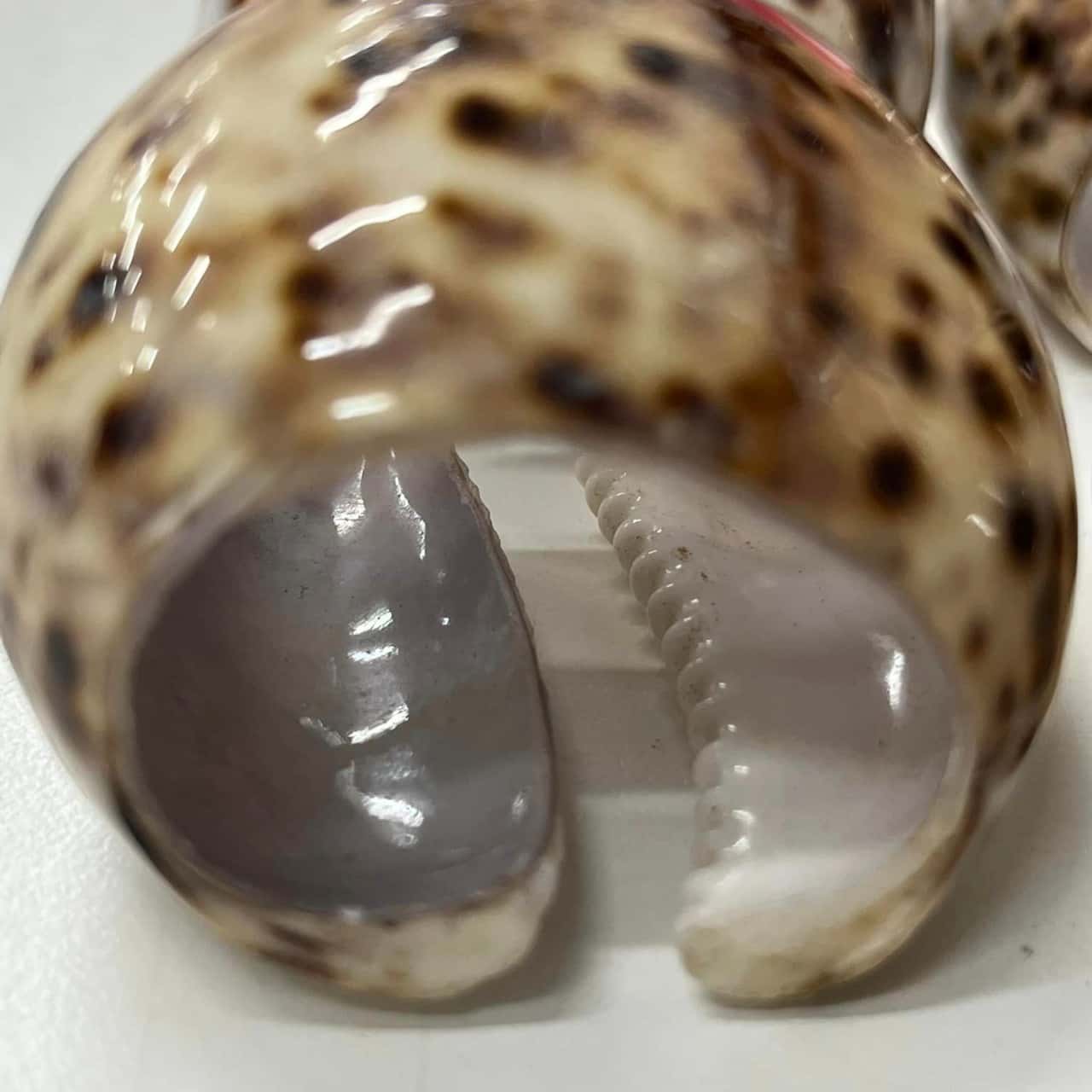 Cowrie Shell Napkin Rings x 4 - #1(s)